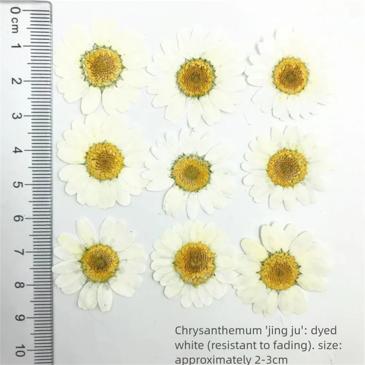 100 Stück gefärbte getrocknete – Dried Flower Bookmark Bewertung und Preis